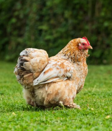 Poule dans jardin