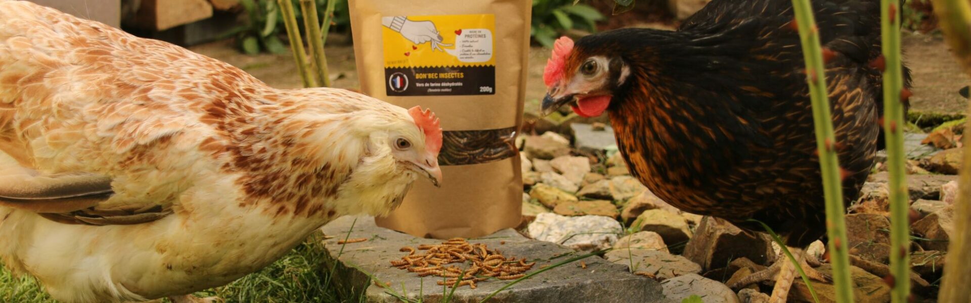 Poules et vers de farine