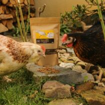 Poules et vers de farine