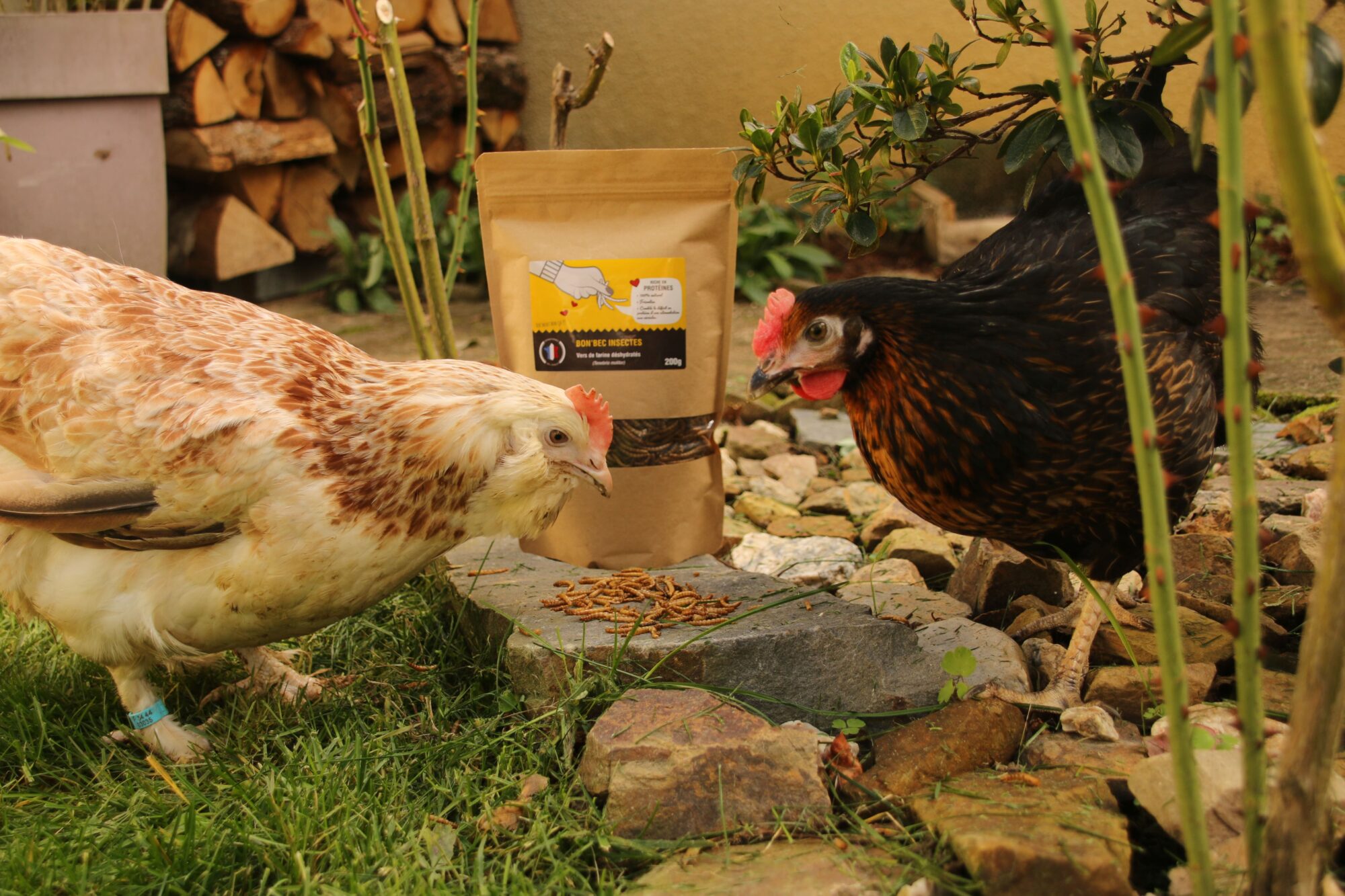 Vers de farine pour poules Magalli