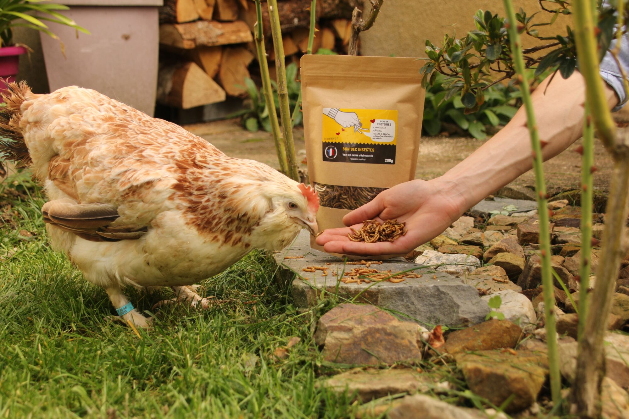 Vers de farine séchés pour poules et oiseaux