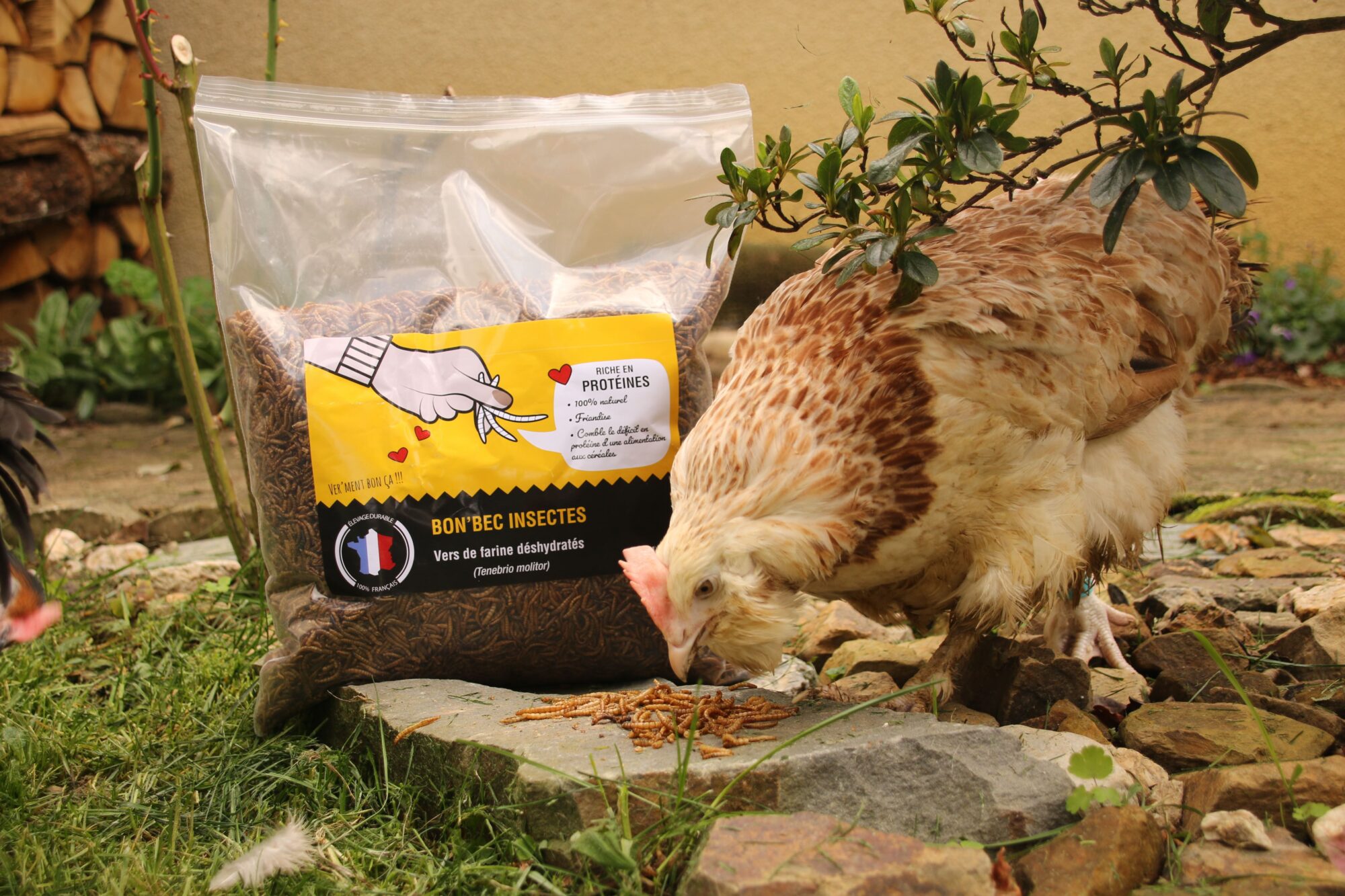 Alimentation (Vers de farine) pour poules et petits oiseaux