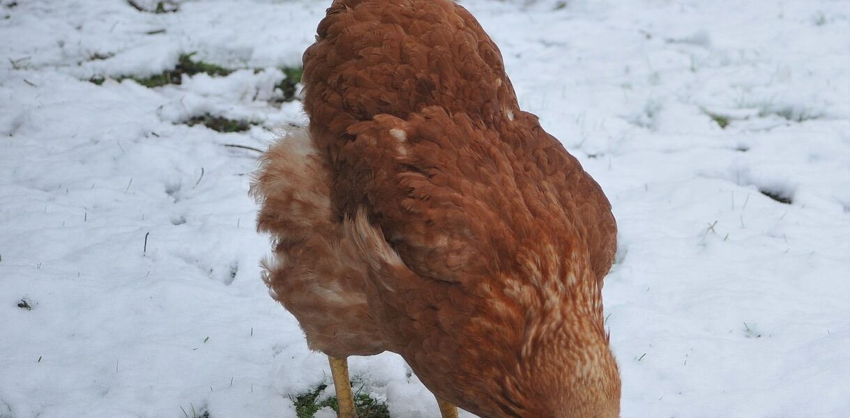 poule neige