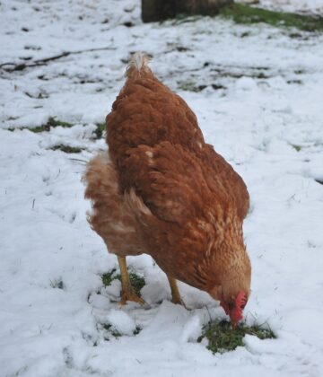 poule neige