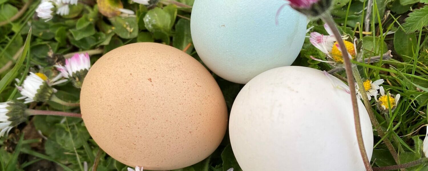 œufs colorés
