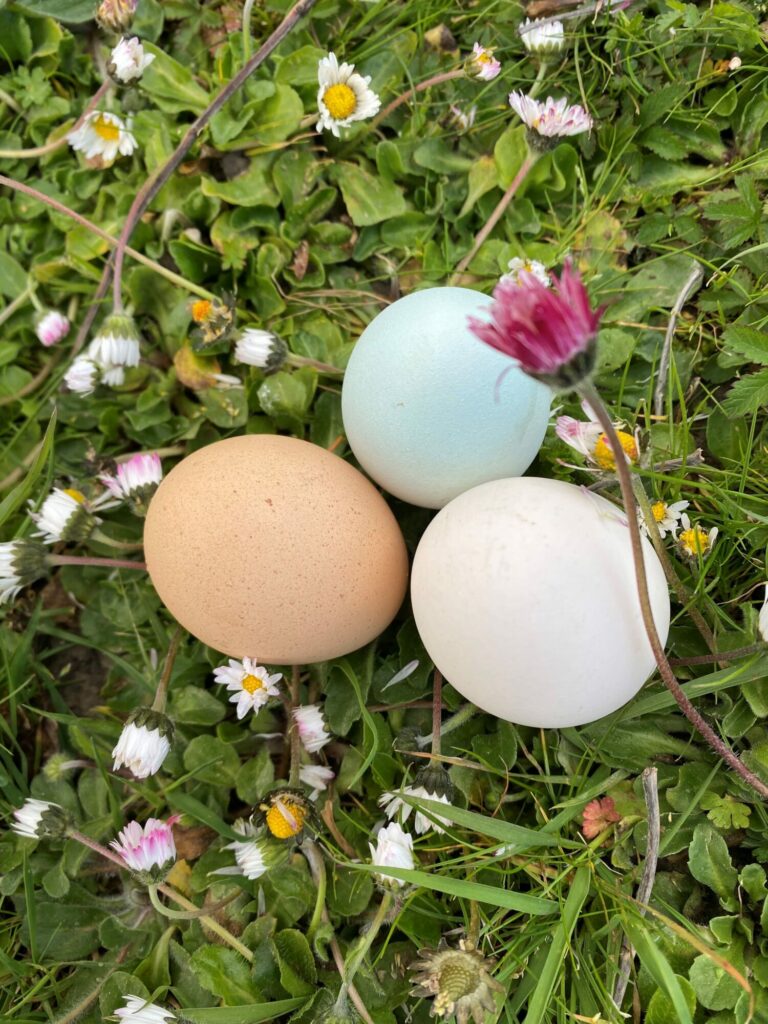 œufs colorés de poules dans l'herbe d'un jardin