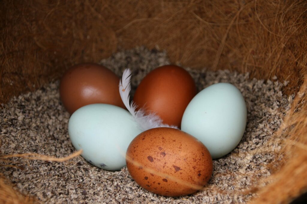 Oeufs de couleur dans un nid de poule