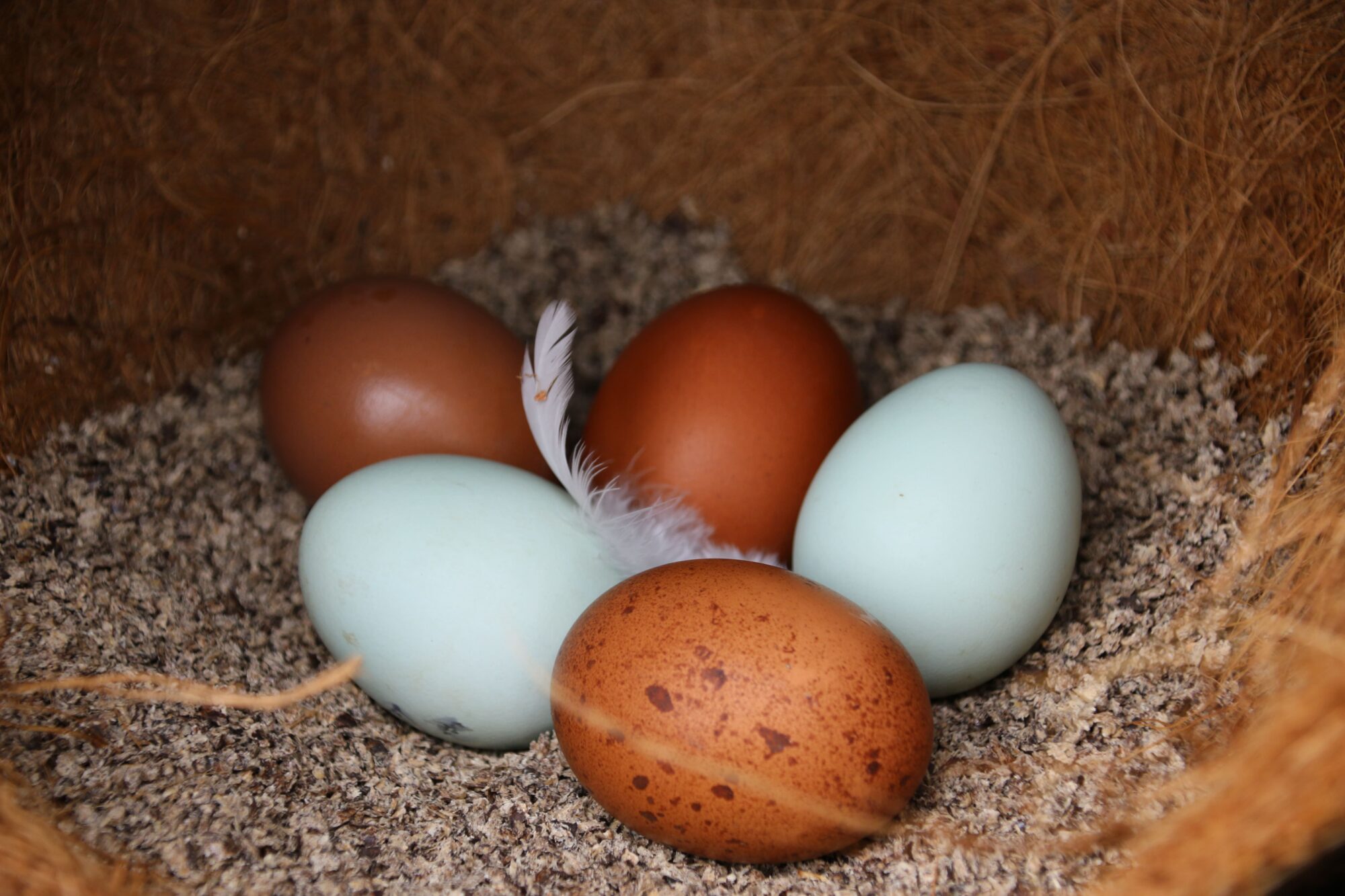 Eviter que votre poule ponde ses œufs n'importe où - Magalli