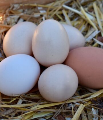 Oeufs blanc et roux