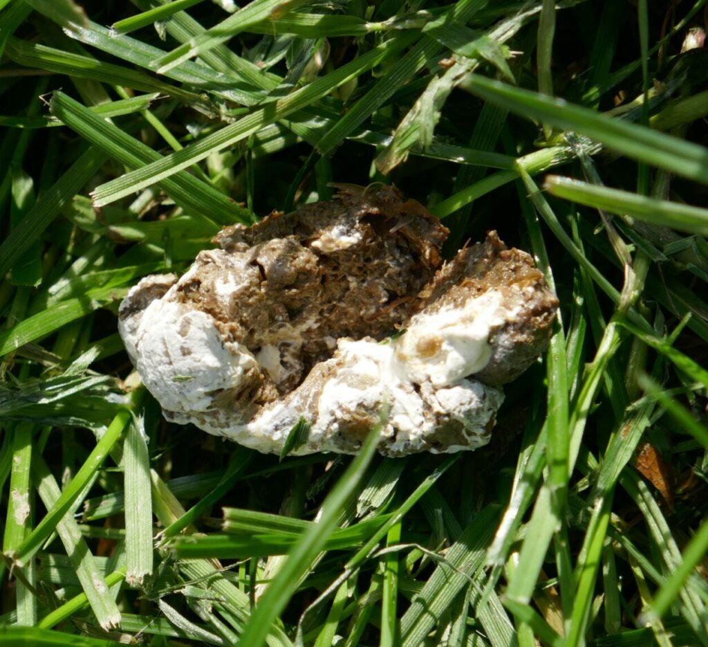 Fientes poule en bonne santé