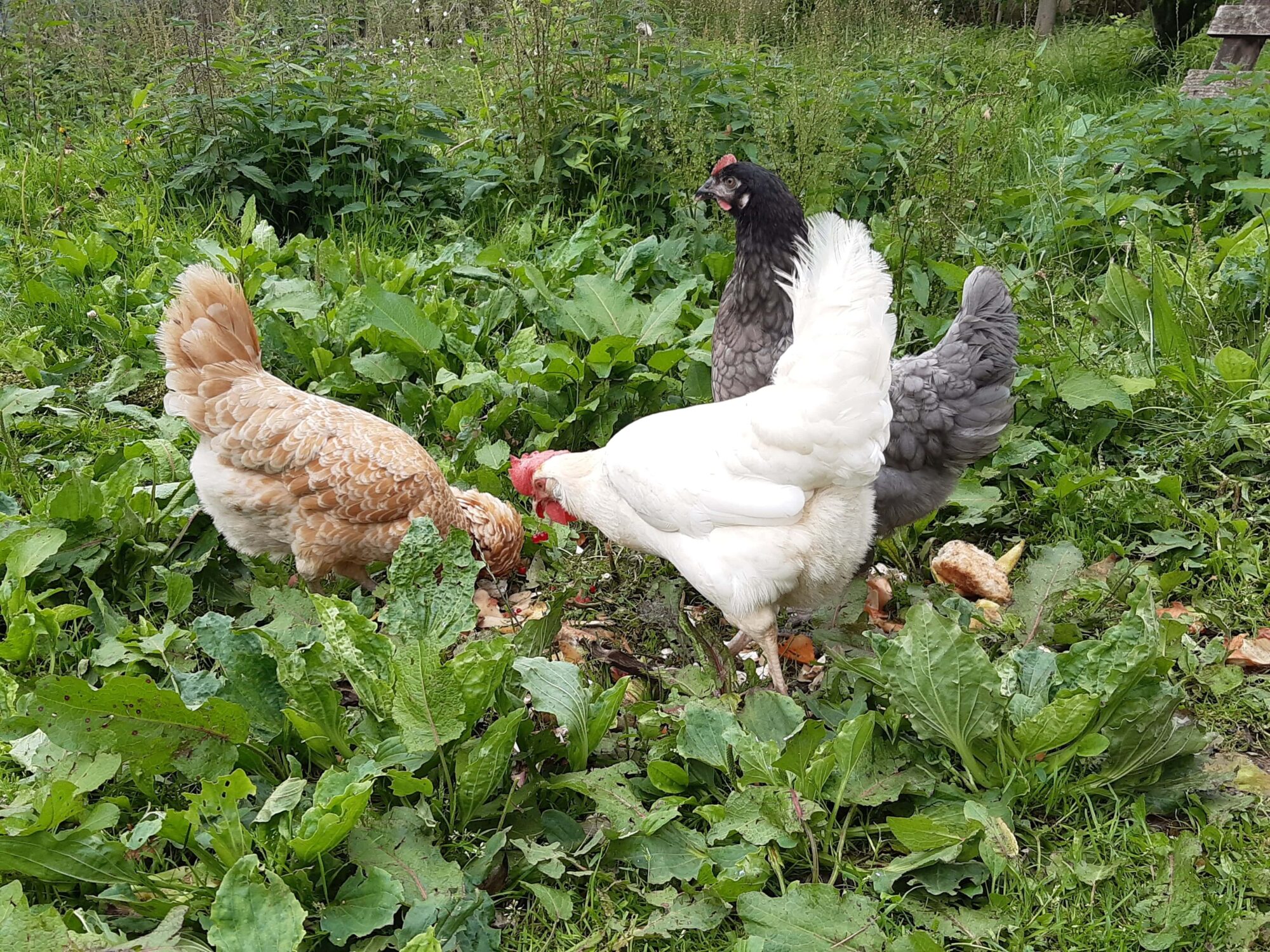 Peut-on donner du pain aux poules | Magalli