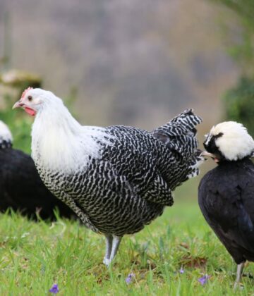 POULES DIVERS