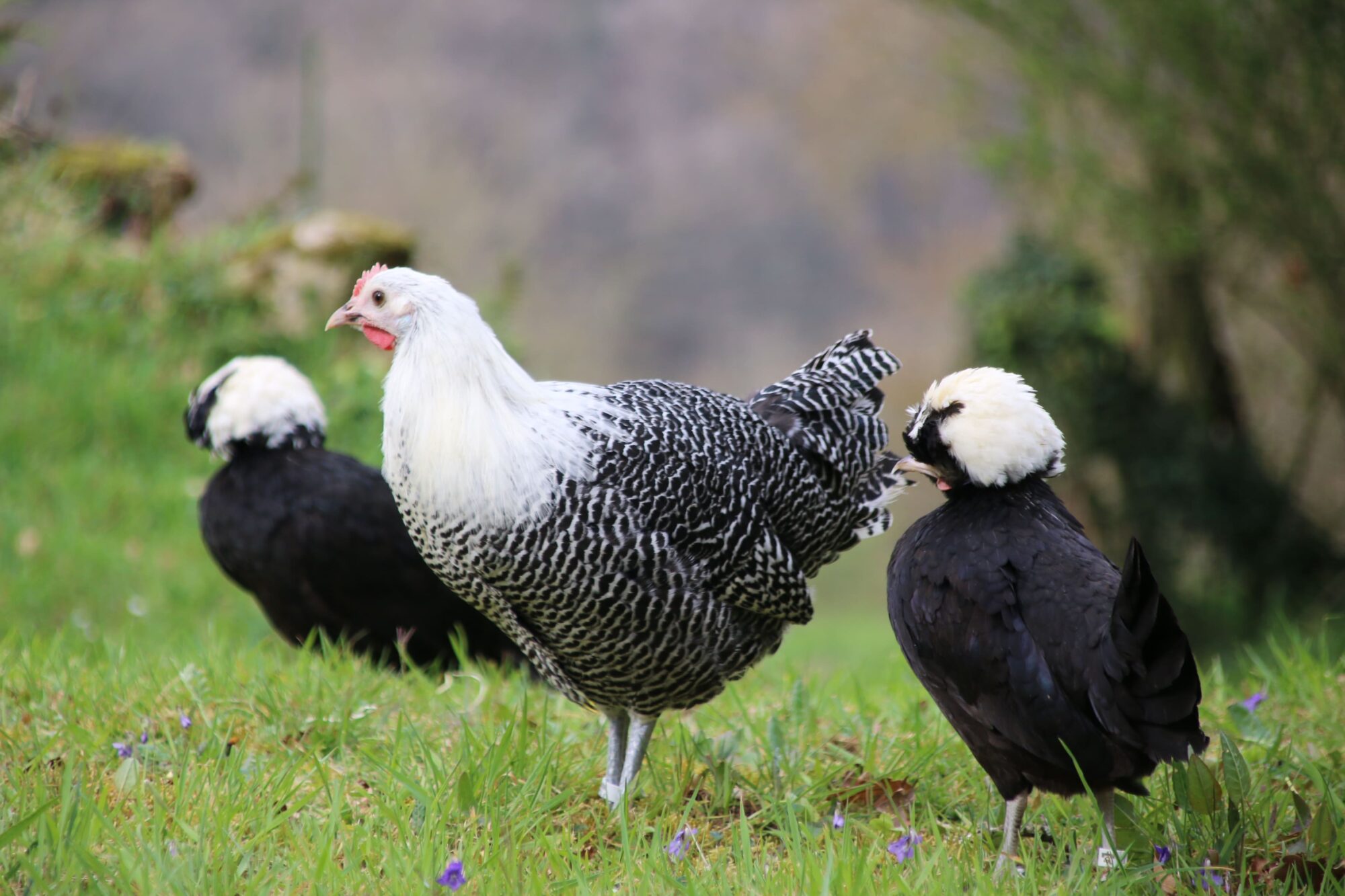 Nouvelles Poules Dans Le Poulailler