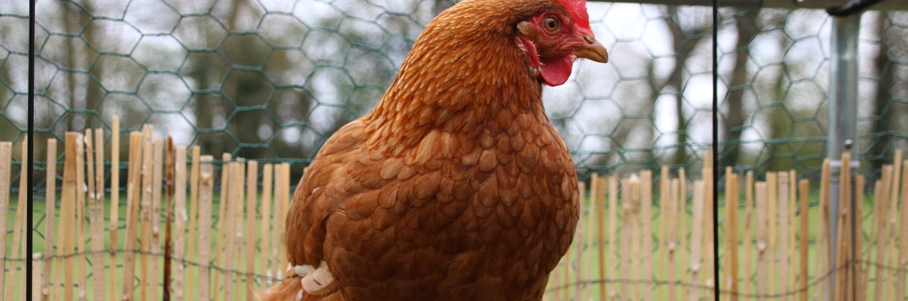 Comment se débarrasser des poux de poules définitivement