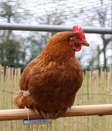 Poule + test poux rouges