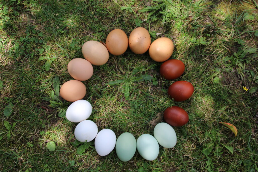 OEUFS colorés