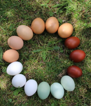 OEUFS colorés