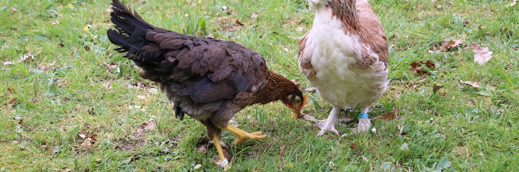 Poules au jardin