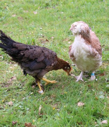 Poules au jardin