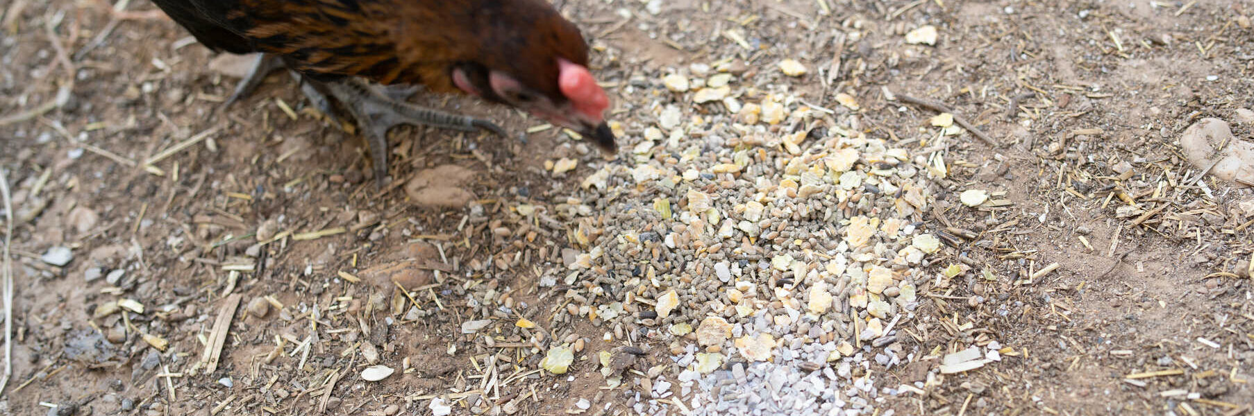 MAGALLI - POULE + MUESLI (c)