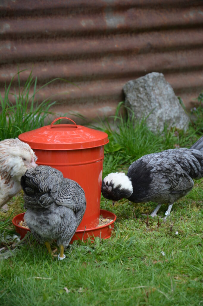 poules qui picorent