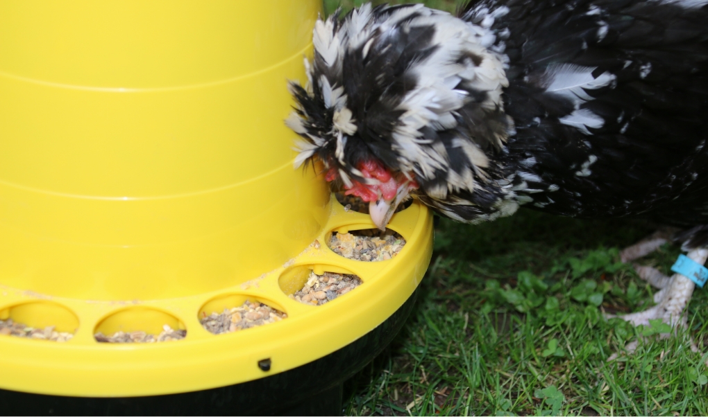 poule qui picore des graine de la box Magalli