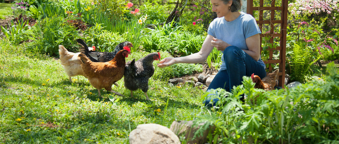 Poules qui mangent - quels aliments ne pas donner aux poules