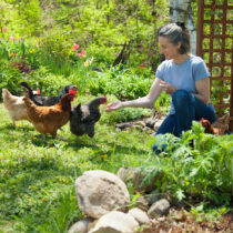 Poules qui mangent - quels aliments ne pas donner aux poules