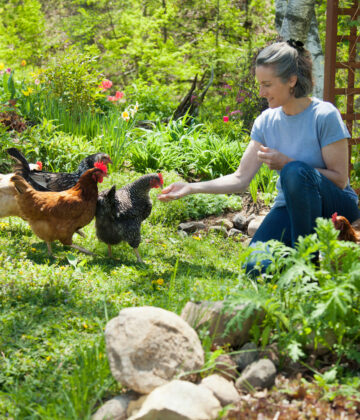 Poules qui mangent - quels aliments ne pas donner aux poules