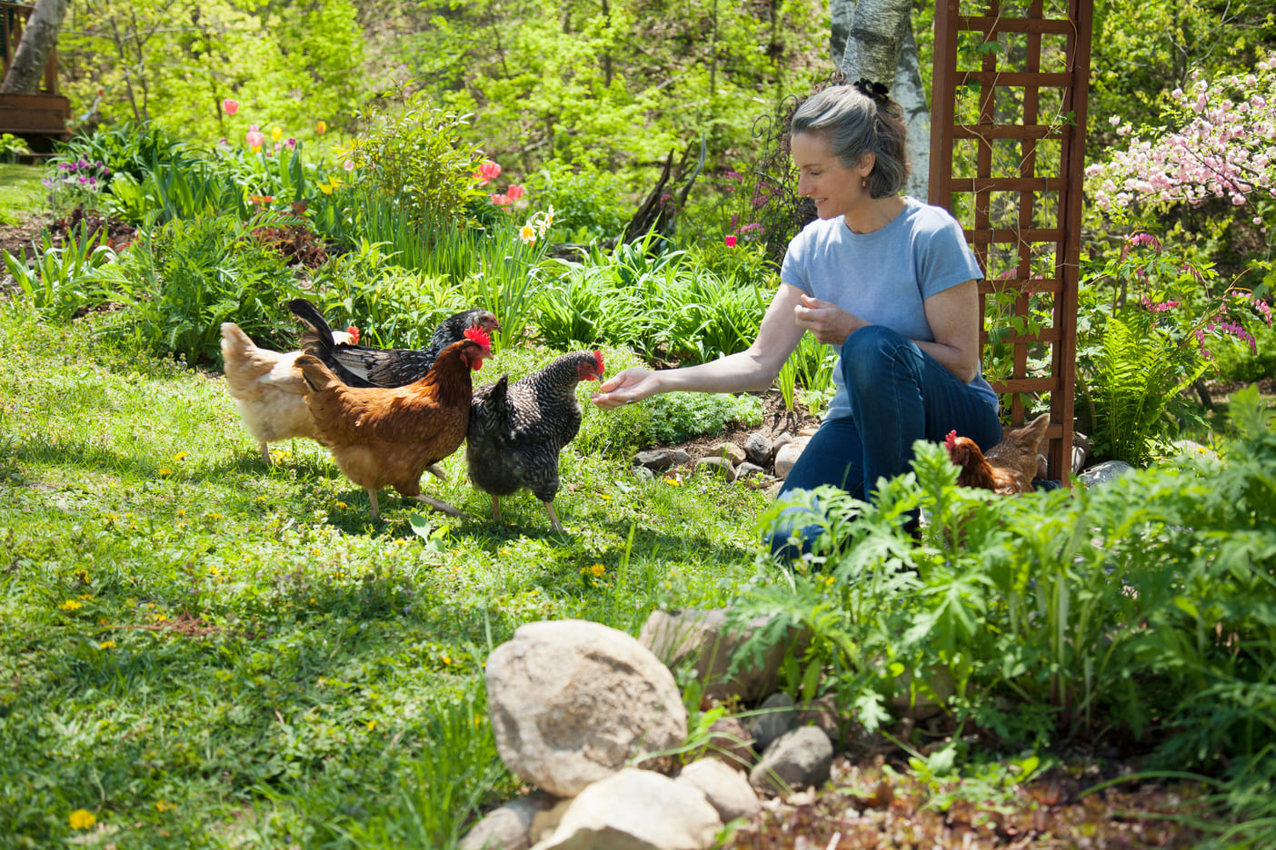 Quels sont les aliments à ne pas donner aux poules ? Magalli