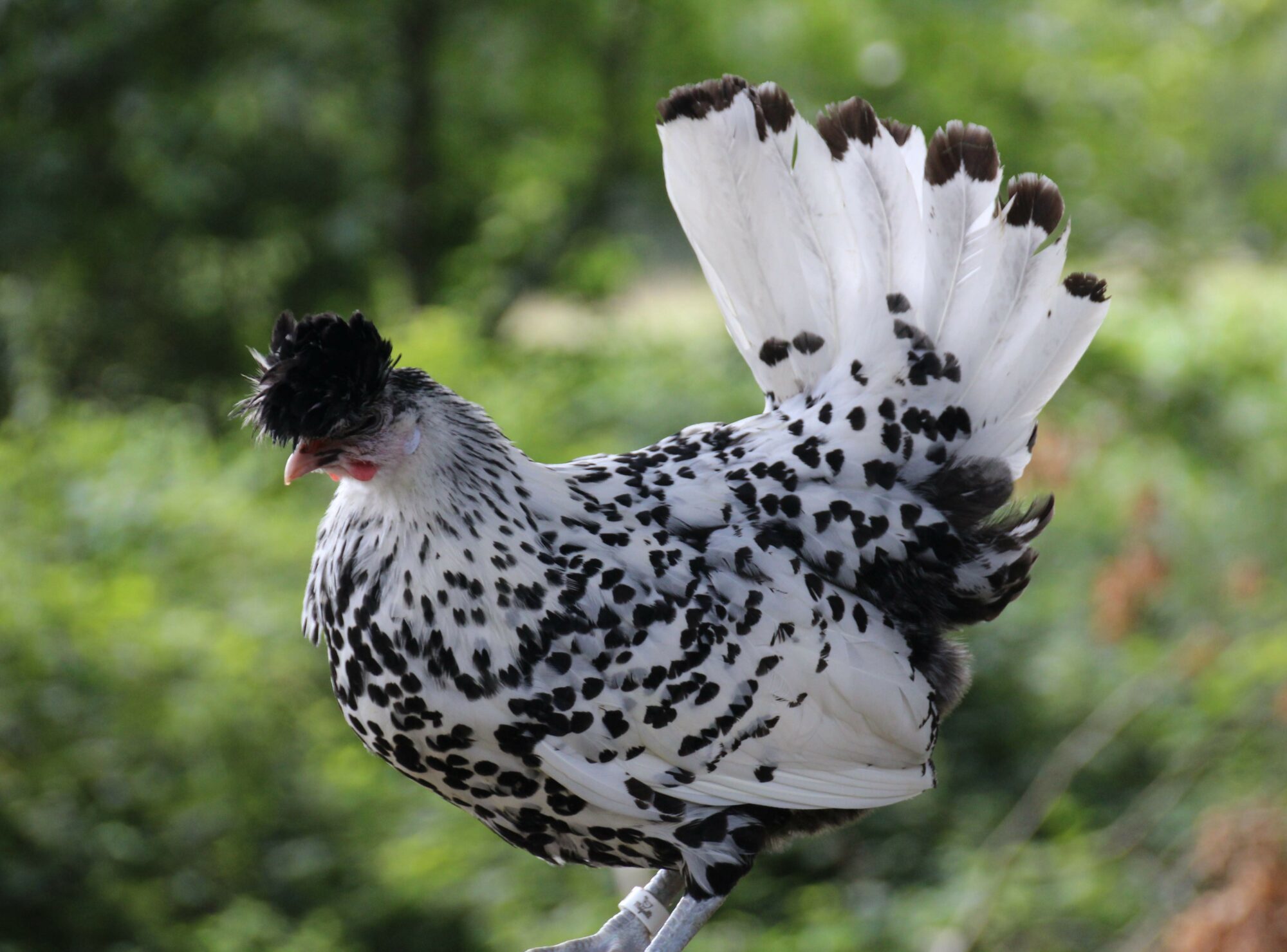 Pourquoi ma poule perd ses plumes ? Magalli