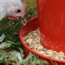 Les poules apprécient les ingrédients colorés tels que les céréales et graines.