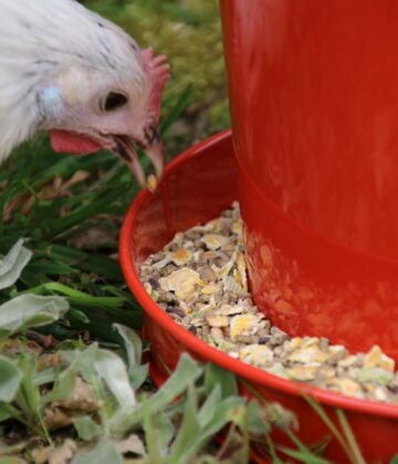 Les poules apprécient les ingrédients colorés tels que les céréales et graines.