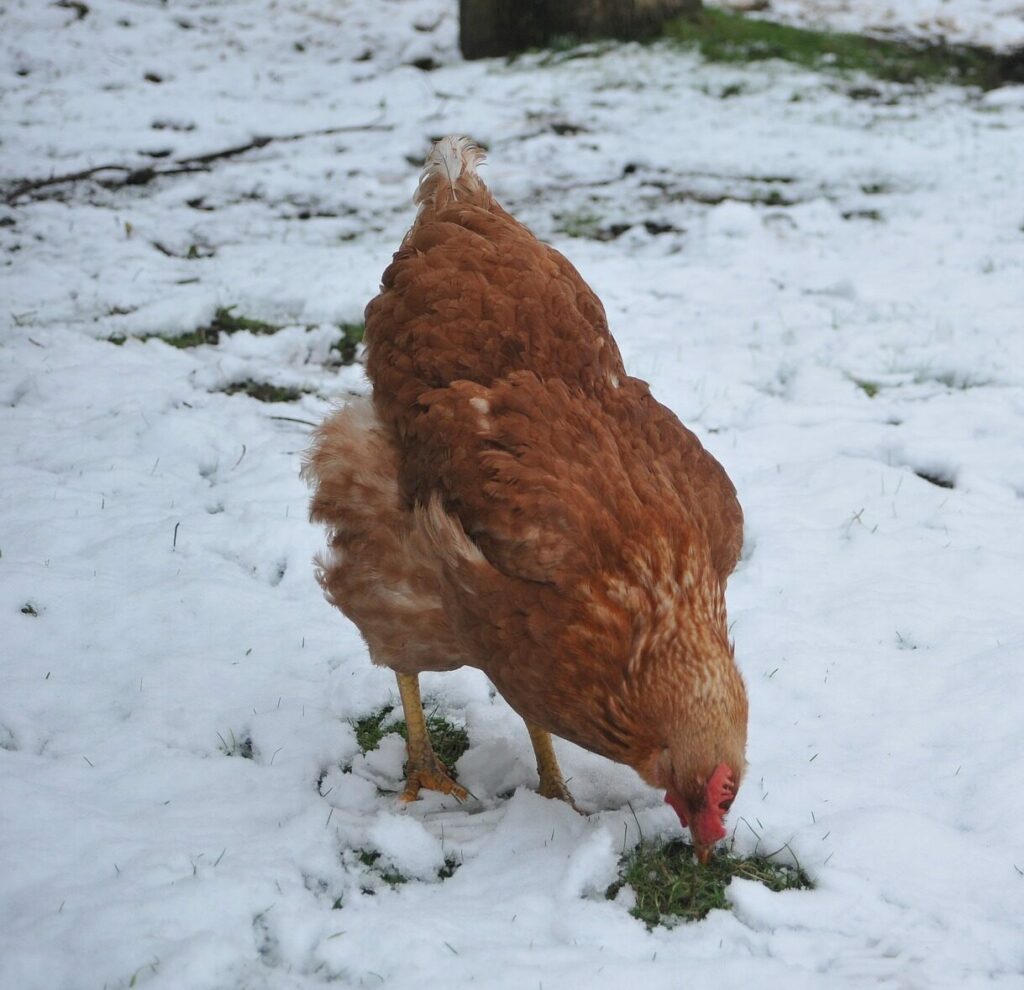 Poules bien protégées en hiver