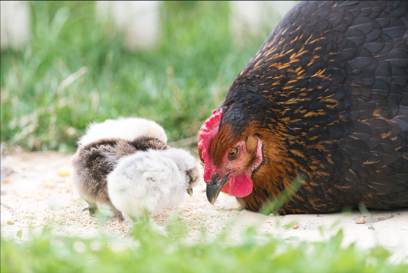 Comment bien nourrir un poussin ? Magalli