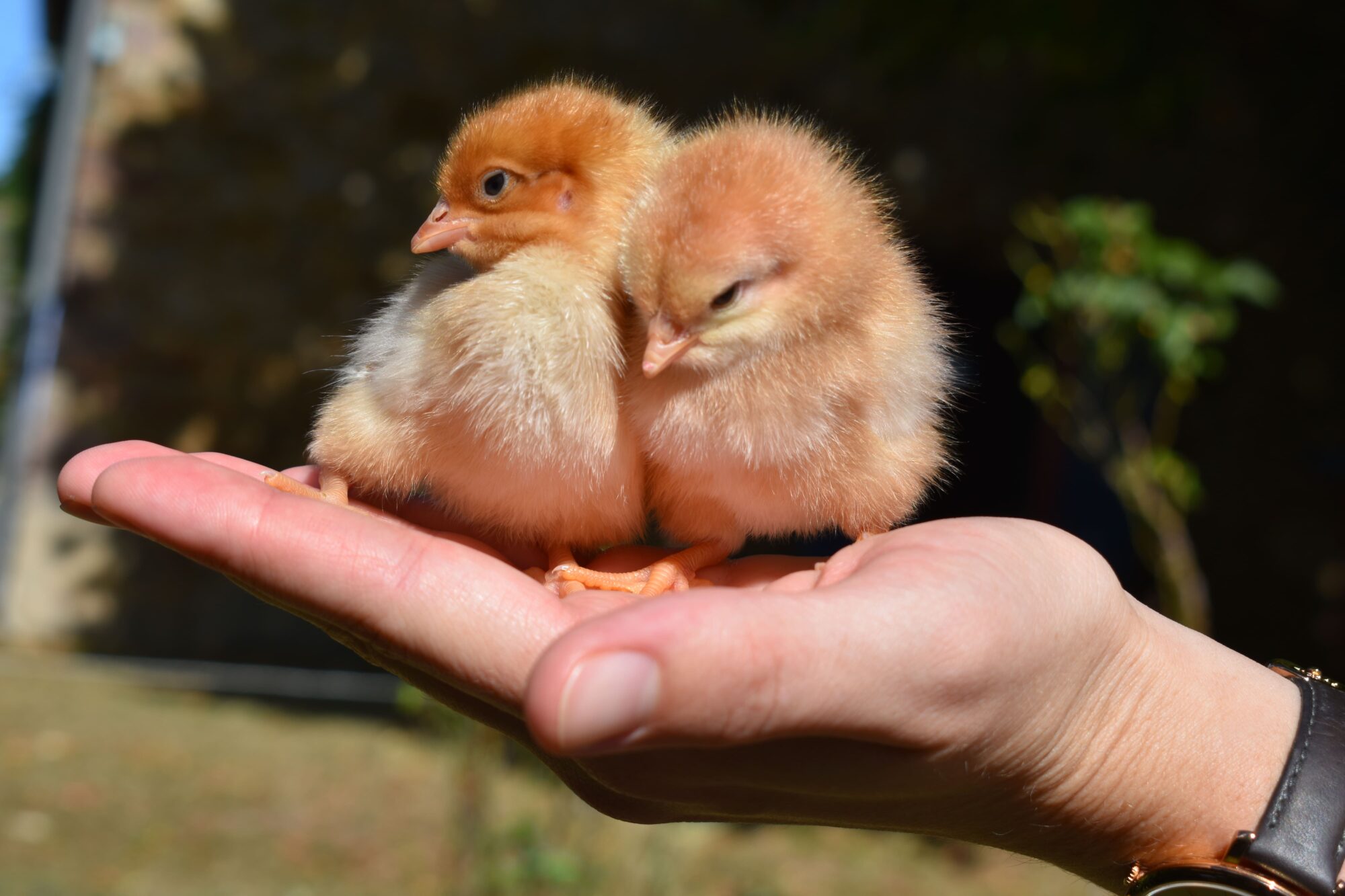 Comment bien nourrir un poussin ? Magalli