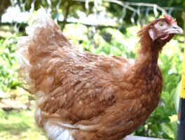 Poule en période de mue