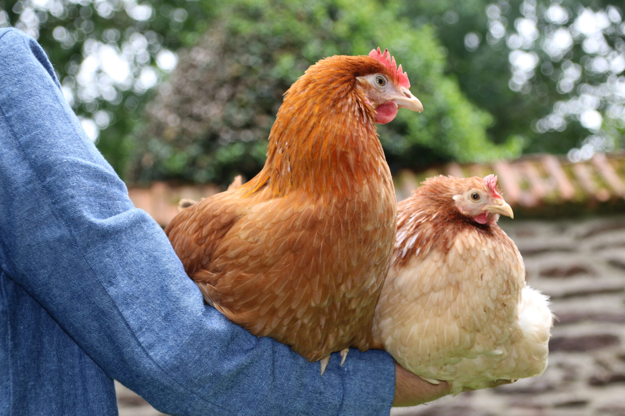 Poules de compagnie perchées sur un bras