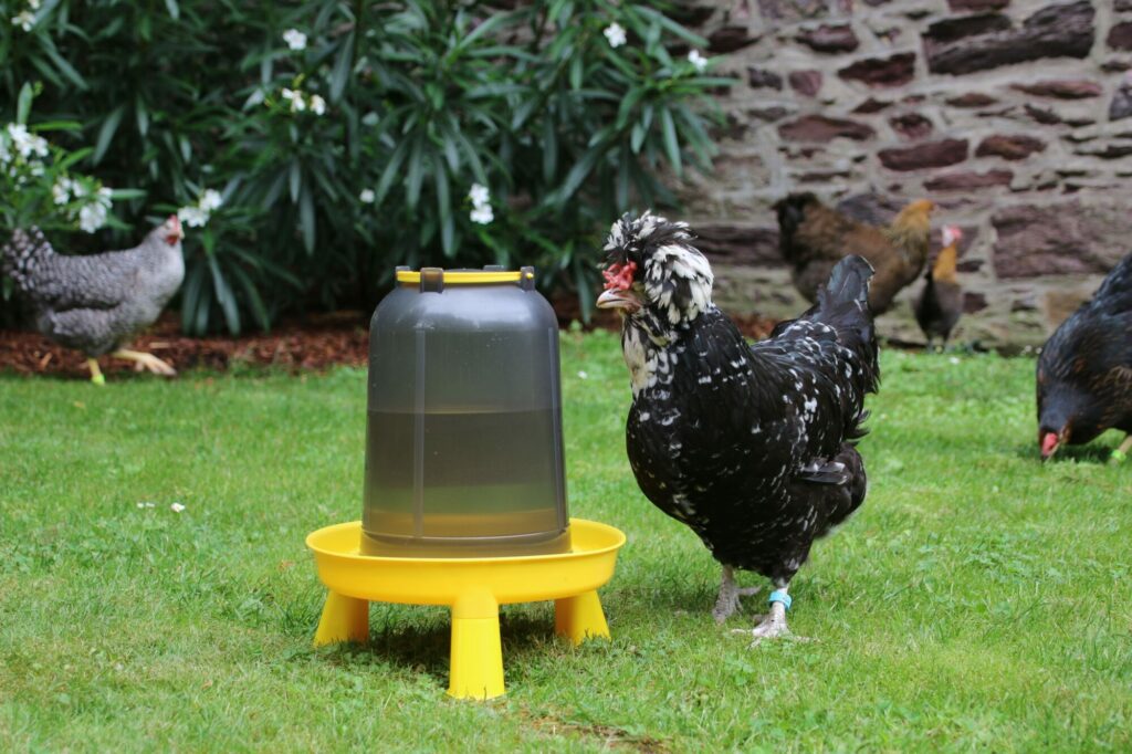 Poules buvant de l'eau enrichie de vinaigre