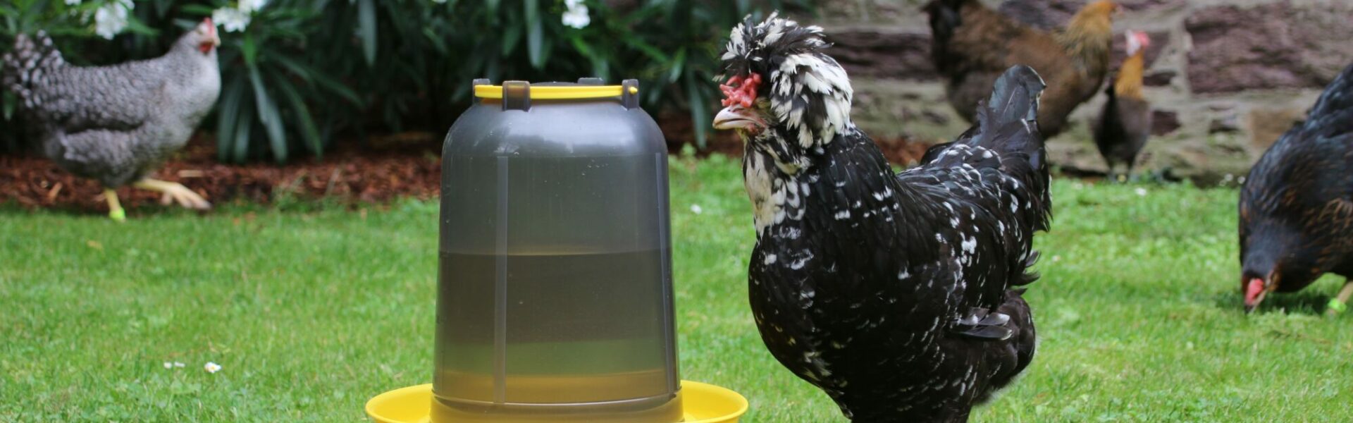 Poules buvant de l'eau enrichie de vinaigre