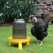 Poules buvant de l'eau enrichie de vinaigre