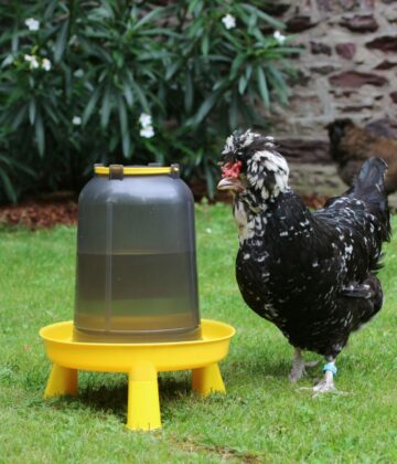 Poules buvant de l'eau enrichie de vinaigre