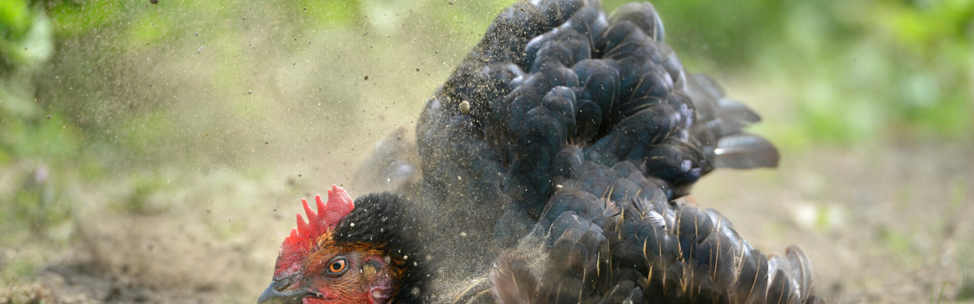 Poule prenant un bain de poussière dans un jardin pour la santé de son plumage