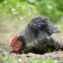 Poule prenant un bain de poussière dans un jardin pour la santé de son plumage