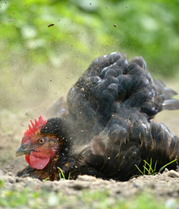 Poule prenant un bain de poussière dans un jardin pour la santé de son plumage