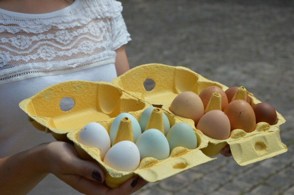 Œufs de différentes couleurs récoltés à la maison et conservés dans une boîte en carton.