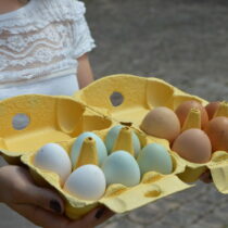 Œufs de différentes couleurs récoltés à la maison et conservés dans une boîte en carton.