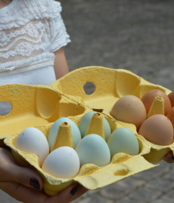 Œufs de différentes couleurs récoltés à la maison et conservés dans une boîte en carton.