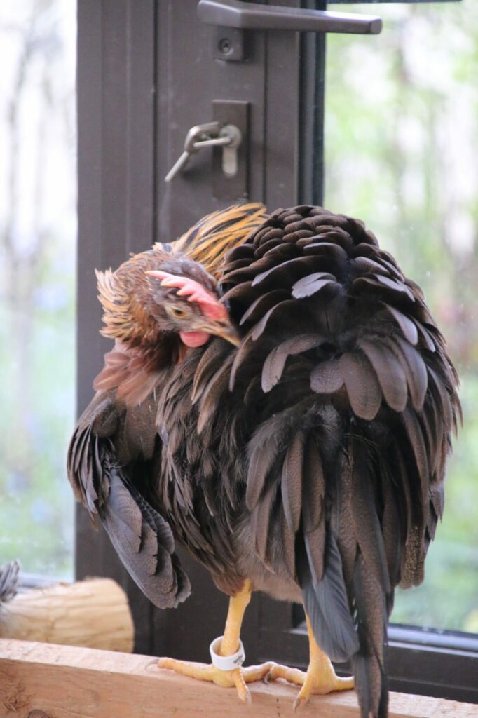Poule toilettant son plumage naturellement 