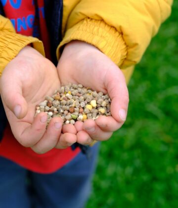 Mains d'enfant contenant la friandise Ver'Micelle Magalli pour poules